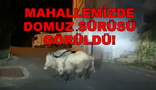 MAHALLEMİZDE DOMUZ SÜRÜSÜ GÖRÜLDÜ!