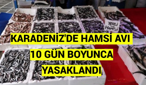 KARADENİZ’DE HAMSİ AVI 10 GÜN BOYUNCA YASAKLANDI