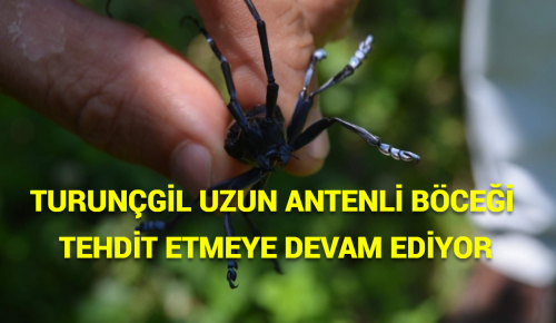 TURUNÇGİL UZUN ANTENLİ BÖCEĞİ TEHDİT ETMEYE DEVAM EDİYOR