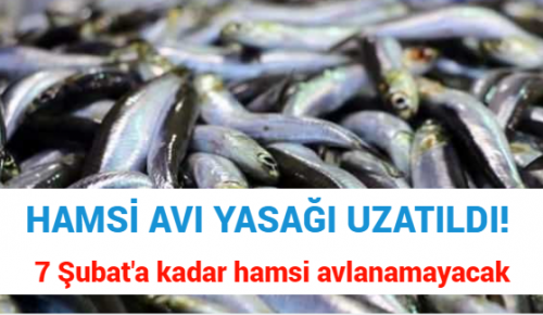 HAMSİ AVI YASAĞI UZATILDI! 7 Şubat’a kadar hamsi avlanamayacak