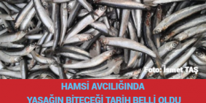 HAMSİ AVCILIĞINDA YASAĞIN BİTECEĞİ TARİH BELLİ OLDU