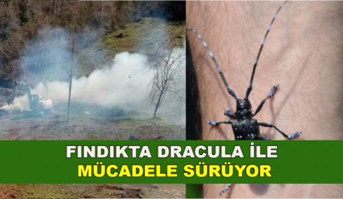 FINDIKTA DRACULA İLE MÜCADELE SÜRÜYOR