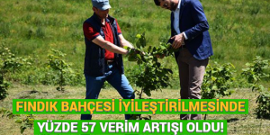 FINDIK BAHÇESİ İYİLEŞTİRİLMESİNDE YÜZDE 57 VERİM ARTIŞI OLDU!