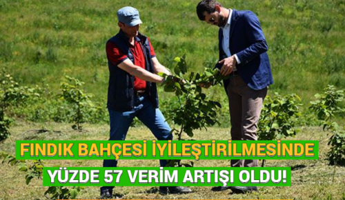 FINDIK BAHÇESİ İYİLEŞTİRİLMESİNDE YÜZDE 57 VERİM ARTIŞI OLDU!