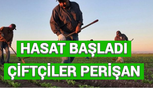 HASAT BAŞLADI ÇİFTÇİLER PERİŞAN