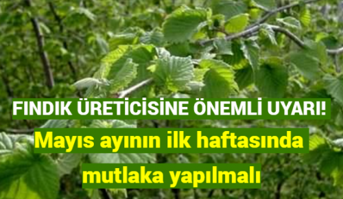 FINDIK ÜRETİCİSİNE ÖNEMLİ UYARI! Mayıs ayının ilk haftasında mutlaka yapılmalı