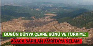 BUGÜN DÜNYA ÇEVRE GÜNÜ VE TÜRKİYE: AĞACA SARILAN AMRİTA’YA SELAM