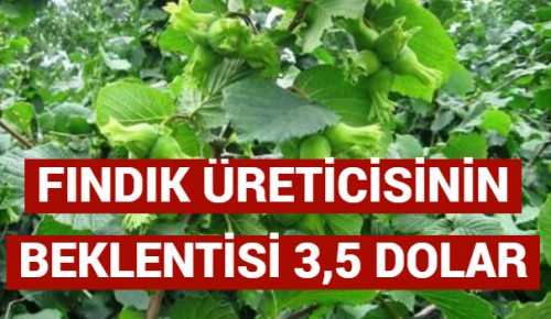 FINDIK ÜRETİCİSİNİN BEKLENTİSİ 3,5 DOLAR