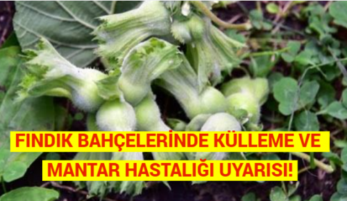 FINDIK BAHÇELERİNDE KÜLLEME VE MANTAR HASTALIĞI UYARISI!