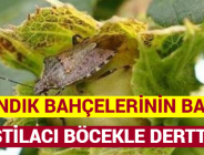 FINDIK BAHÇELERİNİN BAŞI İSTİLACI BÖCEKLE DERTTE