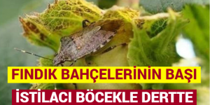 FINDIK BAHÇELERİNİN BAŞI İSTİLACI BÖCEKLE DERTTE