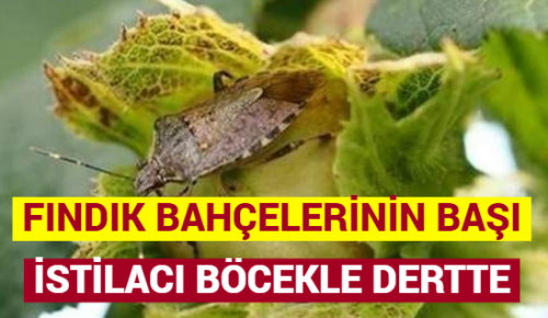 FINDIK BAHÇELERİNİN BAŞI İSTİLACI BÖCEKLE DERTTE