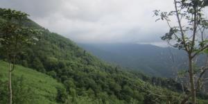 TRABZON VALİLİĞİ’NDEN FLAŞ AÇIKLAMA! Ormanlara girilmesi yasaklandı