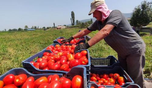 ENFLASYON EN ÇOK PAZAR YERLERİNDE HİSSEDİLİYOR: Domates sadece tarlada ucuz