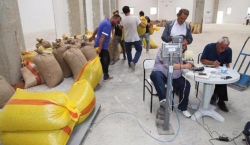 TMO FINDIK ALIMLARINA BAŞLADI: Giresun kalite 27, levant kalite 26,5,  sivri 25,5 liradan alınıyor.