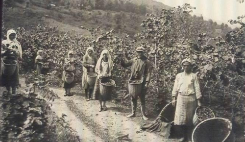 FINDIĞIN ÖZ VATANI TRABZON: Trabzon Belediye Meclisi ve Osmanlı arşivinde fındığın öyküsü