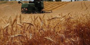 BUĞDAY FİYATLARI UÇTU: Türkiye 6 bin liradan buğday ithal edecek