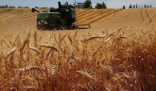 BUĞDAY FİYATLARI UÇTU: Türkiye 6 bin liradan buğday ithal edecek