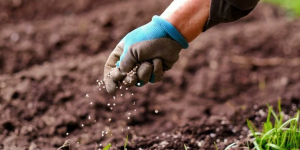 BUĞDAYA BİR DARBE DAHA: Gübreye 16 gün içinde yüzde 106 zam