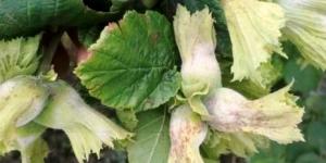 FINDIK ÜRETİCİLERİNE NİSAN AYI UYARISI! Külleme hastalığı mücadele zamanı