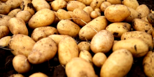 PATATESTE KANSER İHTİMALİ NEDENİYLE 26 İL KARANTİNADA!