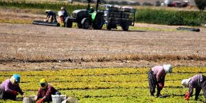 ÇİFTÇİLER YALNIZ, TARLALAR BOŞ KALDI | Gıda krizi günden güne büyürken, iktidar çiftçiye sırtını dönmüş durumda