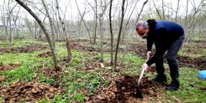 FINDIK ALAN BAZI GELİR DESTEĞİ ÖDEMELERİ BAŞLIYOR!