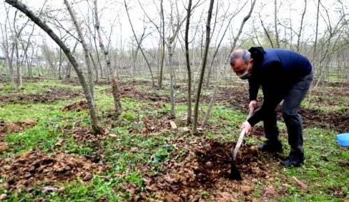 FINDIK ALAN BAZI GELİR DESTEĞİ ÖDEMELERİ BAŞLIYOR!