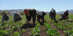 TÜRKİYE İSTATİSTİK KURUMU (TÜİK) AÇIKLADI | Tarımda enflasyon yıllık %157 oldu