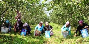 TRABZON’DA FINDIK TOPLAMA TARİHLERİ BELLİ OLDU!