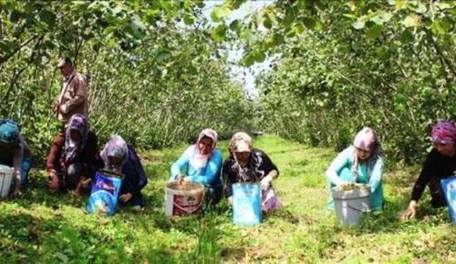 TRABZON’DA FINDIK TOPLAMA TARİHLERİ BELLİ OLDU!