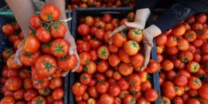 ‘SERA-BİR’ BAŞKANI YANMAZ: “Kış geldiğinde domates fiyatları yüzünden herkes ayağa kalkacak”