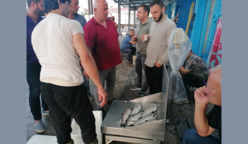 YASAK KALKTI TRABZONLU BALIKÇILAR KARADENİZ’E AÇILDI!  İşte ilk balık fiyatları