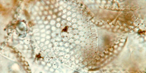 ARAŞTIRMA: Buzulların erimesi, binlerce ton antik mikrobun dünyaya yayılmasına sebep olabilir