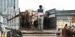 KURBANLIK HAYVAN FİYATLARI YÜZDE 150 ARTTI | Yurttaş için kırmızı et hayal olacak