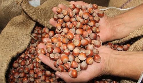 YIKIM POLİTİKASI: Fındık Ferrero’ya teslim, üreticiye zararına satış dayatılıyor!
