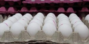 MİLLETVEKİLİ İSKENDER BAYHAN: Yumurtadaki zararlı antibiyotikleri meclis gündemine taşıdı