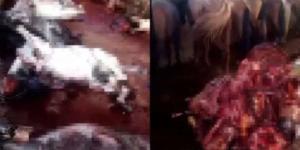 ADANA’DA AT-EŞEK KESİP SATANLARA BASKIN | Depoda 12 kesilmiş, 2 kesilmemiş eşek; 6 da at ele geçirildi