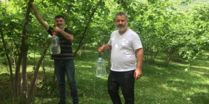 AKÇAABAT ZİRAAT ODASI’NDAN ÖNEMLİ UYARILAR! Mayıs Ayında Fındık bahçelerinde yapılması gerekenler ve zararlılarla mücadele yapılmalı