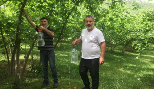 AKÇAABAT ZİRAAT ODASI’NDAN ÖNEMLİ UYARILAR! Mayıs Ayında Fındık bahçelerinde yapılması gerekenler ve zararlılarla mücadele yapılmalı