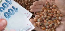 FERRERO’YA FINDIK ALIM ZORUNLULUĞU: En az 30.000 ton alacak