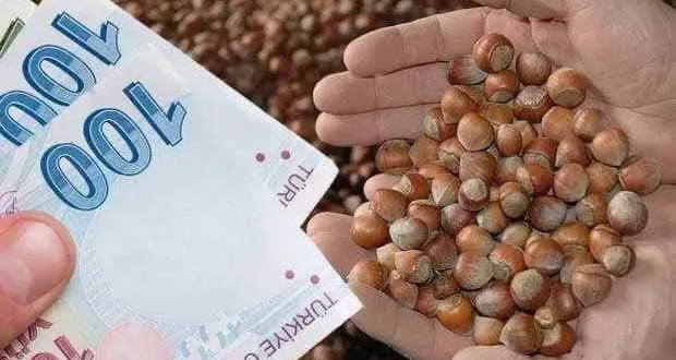 FINDIK ALIM FİYATLAR AÇIKLANDI