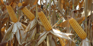 GDO’LU MISIRLAR NEREDE? 7 gemi dolusu mısır ve 3 gemi dolusu kanola ürünlerinin incelemesi yapılmadan iç piyasaya sürüldüğü iddia edildi