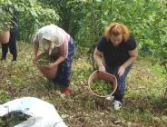 TRABZON’DA FINDIK FİYATINA TEPKİLER DEVAM EDİYOR: Bu fiyat kabul edilemez…