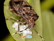 KOKARCA İLE BAŞI DERTTE OLANLAR BU HABERE DİKKAT! Kendi tasarladığı tuzağı önerdi