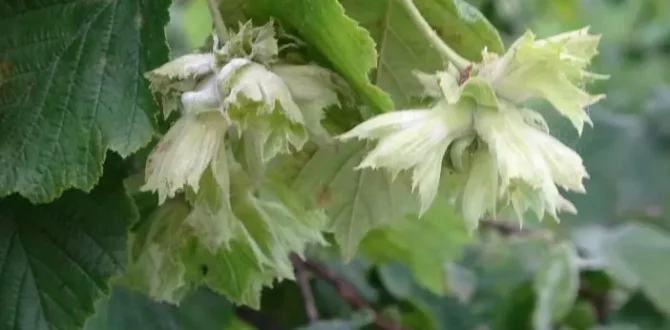 ORDU’DA FINDIKTA KORKUTAN HASTALIK! Mücadele başlatıldı