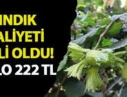 1 KİLO FINDIĞİN ÜRETİCİYE MALİYETİ 222 TL OLDU! Taban fiyatın 310 TL olması bekleniyor