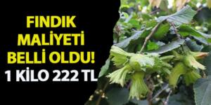 1 KİLO FINDIĞİN ÜRETİCİYE MALİYETİ 222 TL OLDU! Taban fiyatın 310 TL olması bekleniyor