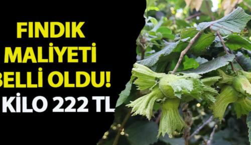 1 KİLO FINDIĞİN ÜRETİCİYE MALİYETİ 222 TL OLDU! Taban fiyatın 310 TL olması bekleniyor