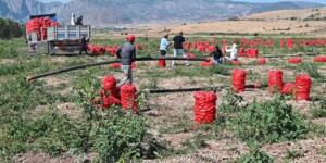 MAKAS FENA AÇILDI: Üreticide 5, markette 25 lira!